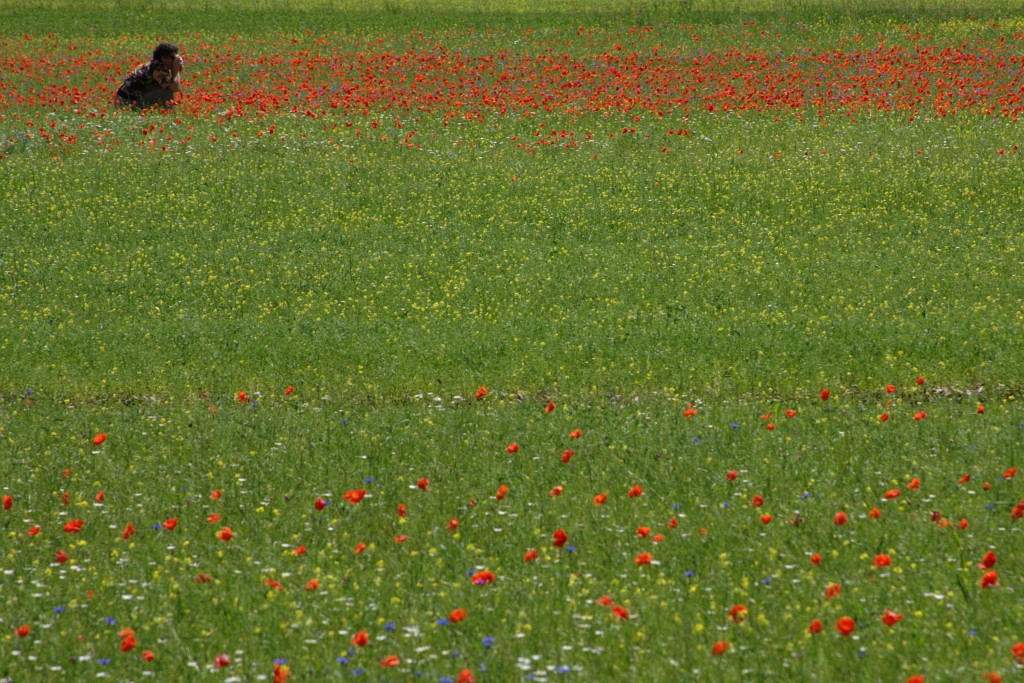 In un campo di fiori