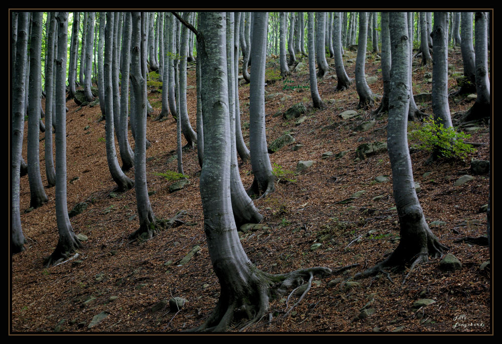 alberi all'attacco!!!