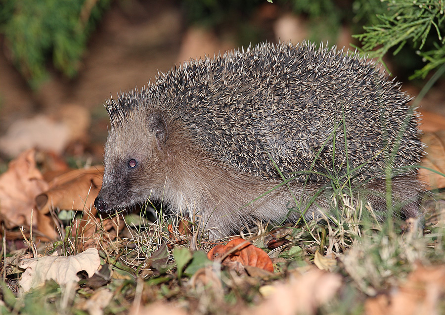 Mazza se mi sento ispido stasera...