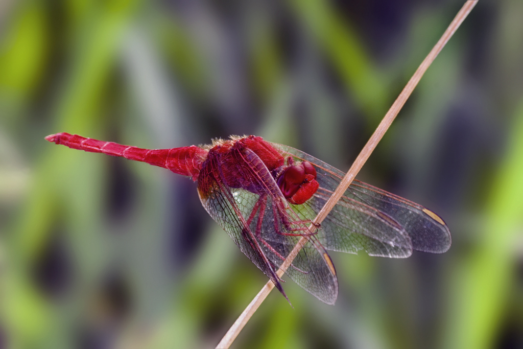 Libellula vestita di rosso