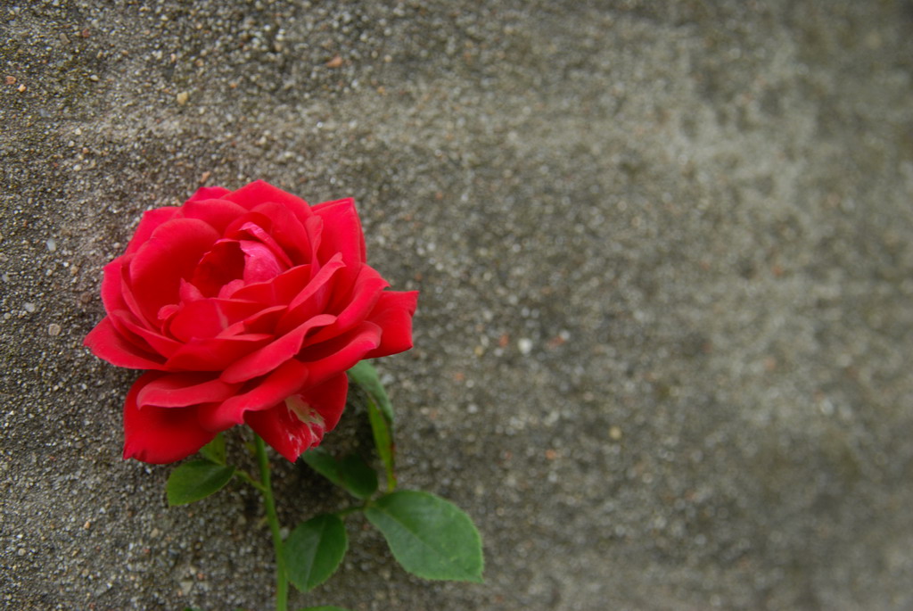 ... e mi piaci tu ...