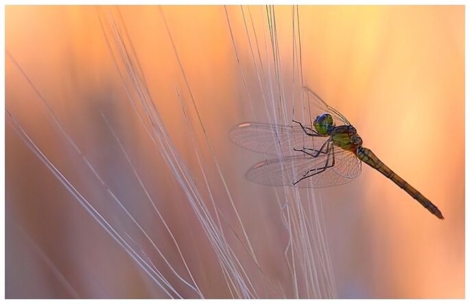 Libellula...