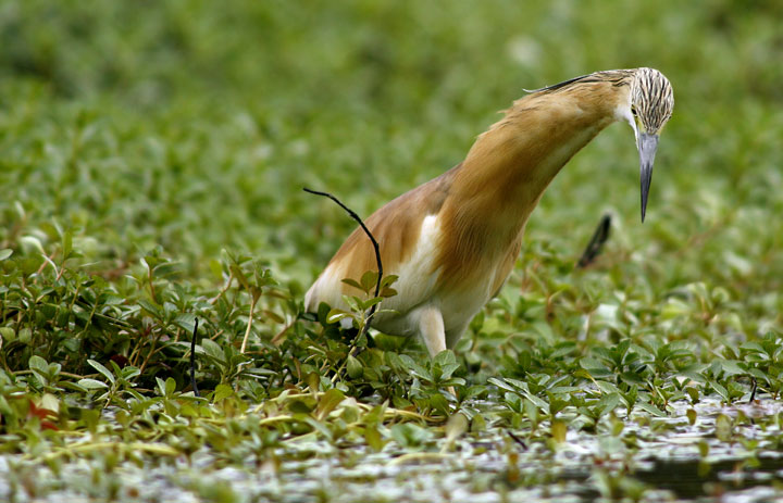 Renzo-Sgarza ciuffetto
