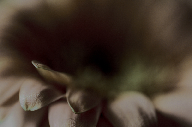 Il Profumo Della Penombra