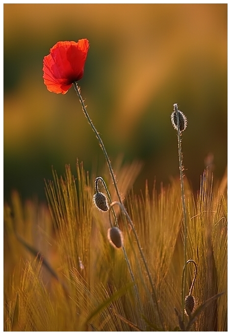 Semplici papaveri....