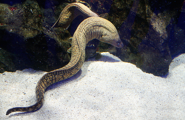 l'acquario 7