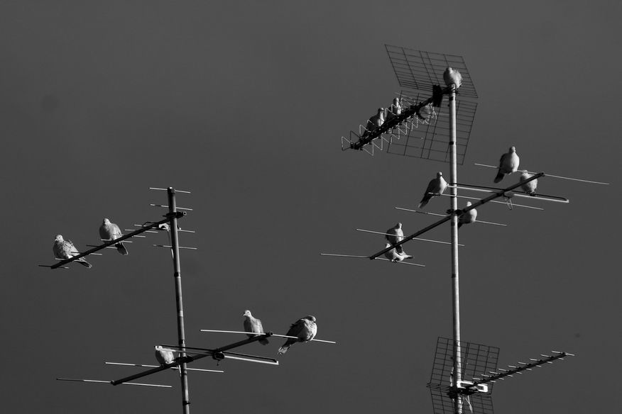 Tortore alla ricerca di nuove frequenze