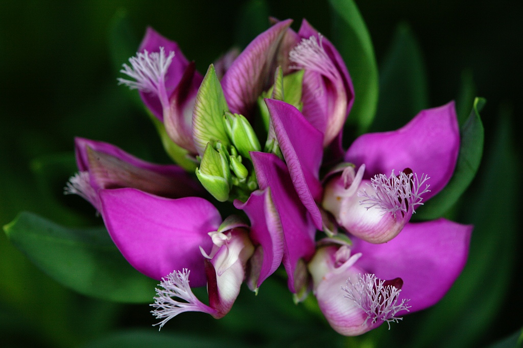 Spugne e coralli in giardino