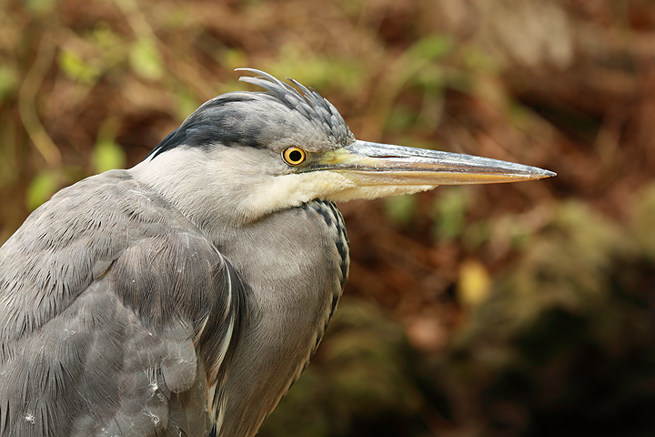 Ritratto stretto all'Airone Cenerino.