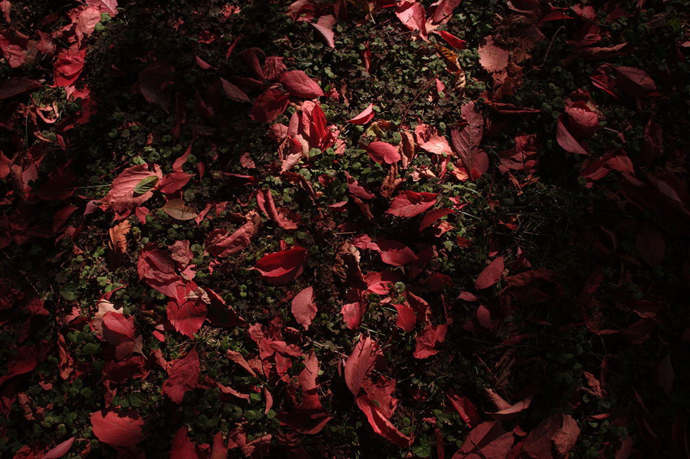 lame di luce su foglie rosse