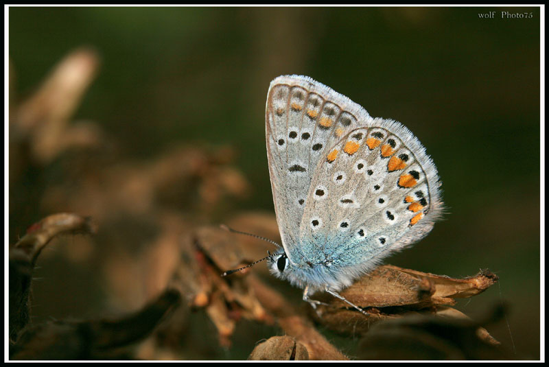 ti prego non mangiarmi
