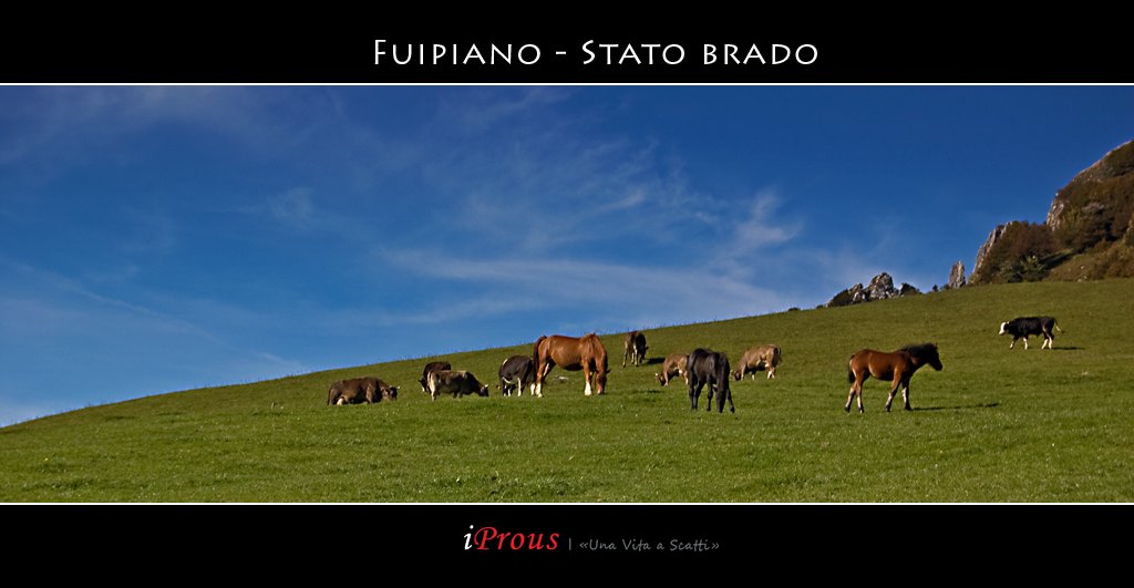 Fuipiano - Stato brado