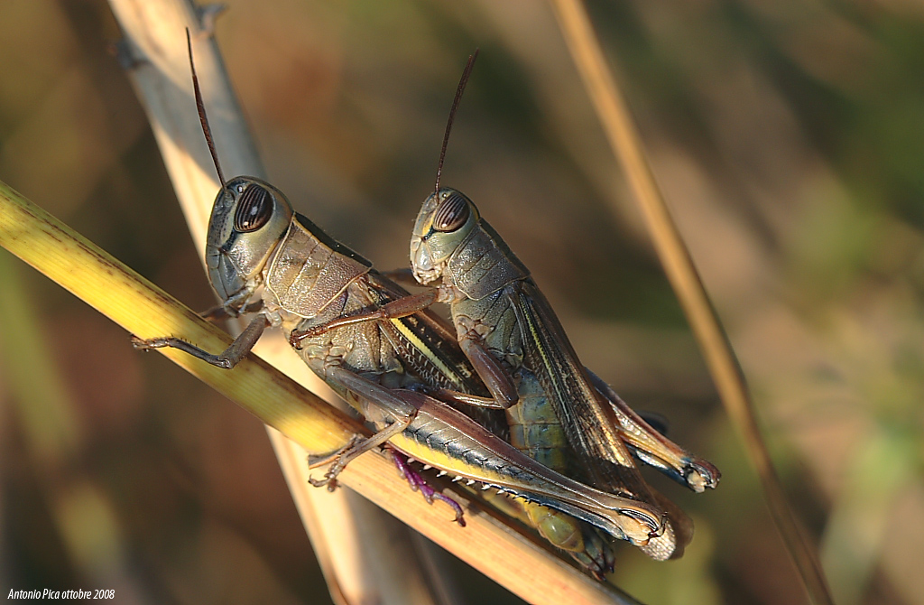 Mi dai un passaggio???