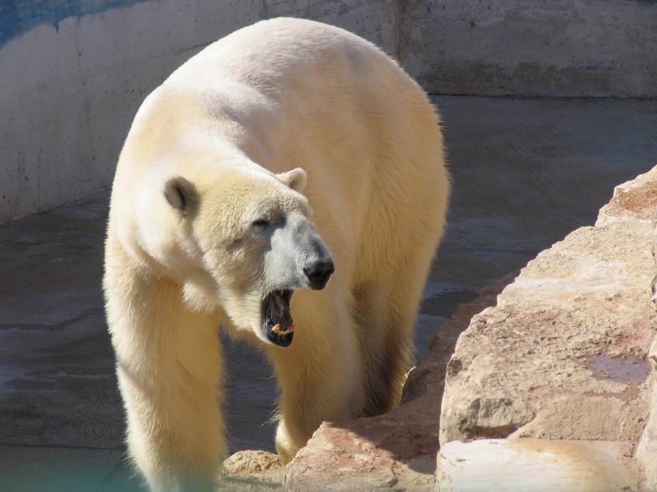 ORSO ANNOIATO