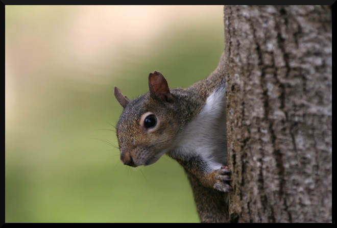 c�c� (San Francisco)