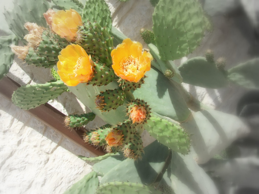 I colori dell'estate..