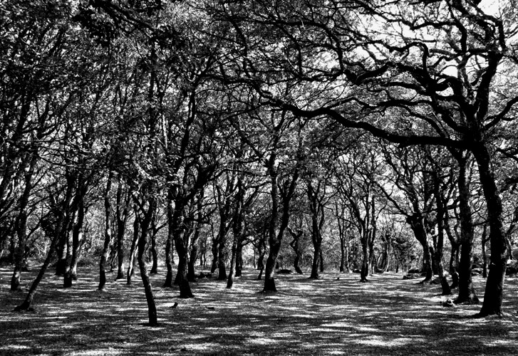 Un inquietante bosco di querce
