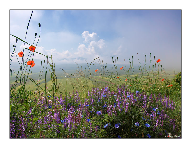 Fiori a Castelluccio