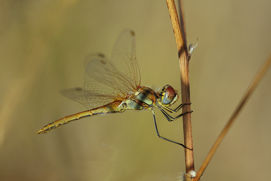dietro ad un filo d'ombra