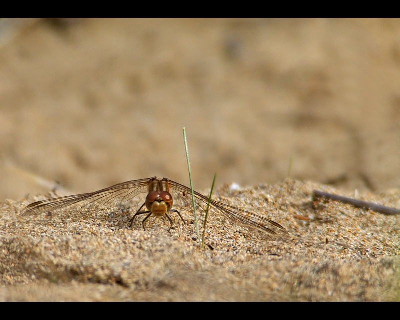 Atterraggio eseguito...