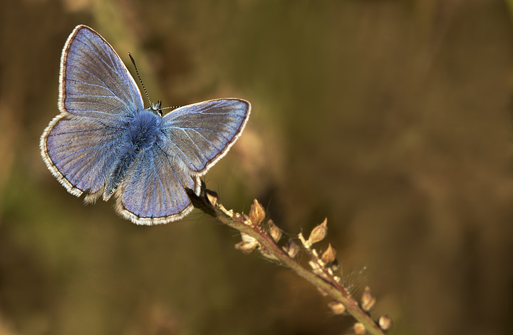 Omaggio agli azzurri