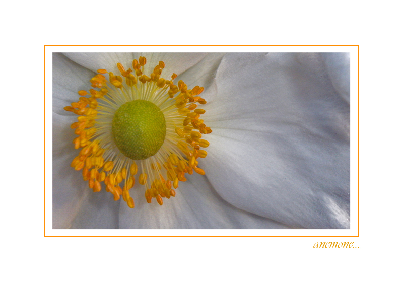 white,yellow and green...prova di macro