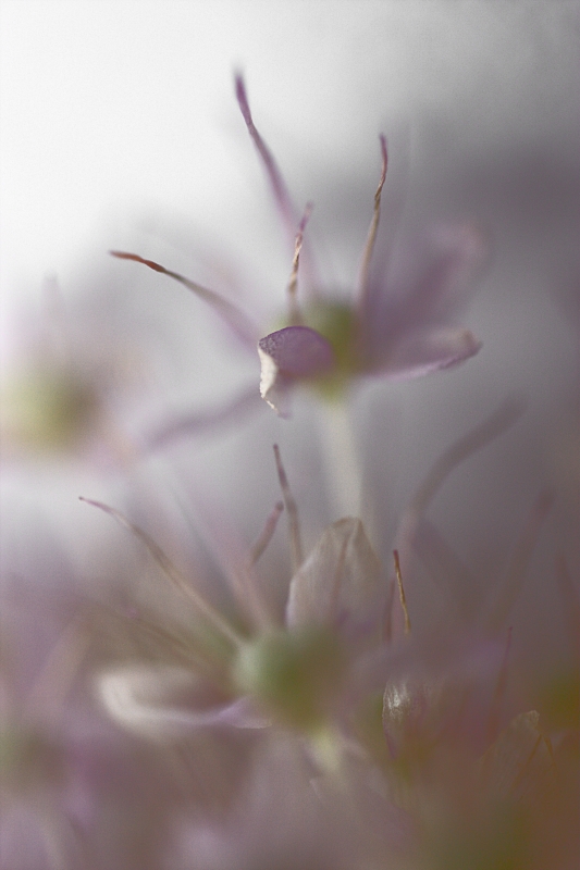 La Sensazione Del Fiore