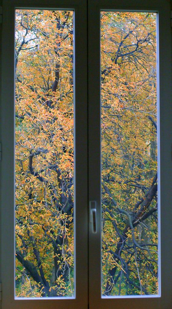 L'autunno dalla mia finestra