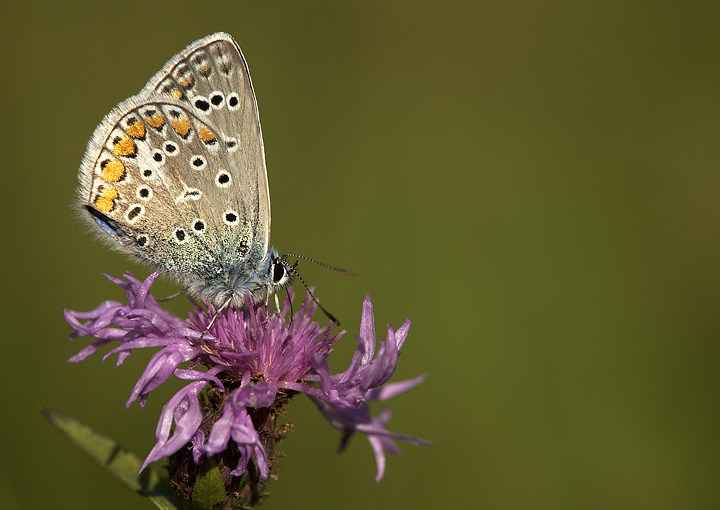 Polyommatus icarus