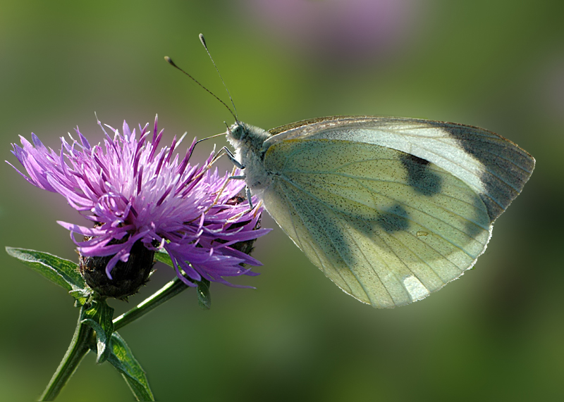 Cavolaia in controluce