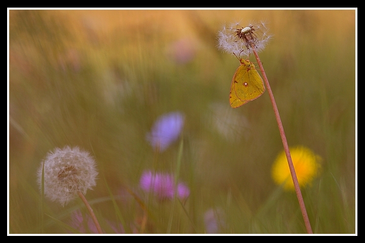 Una delle mie... Colias
