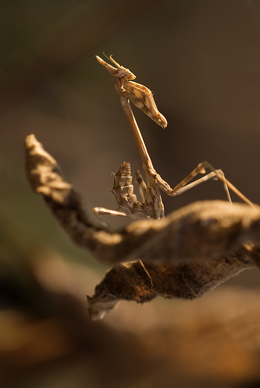 Una mantide meditabonda