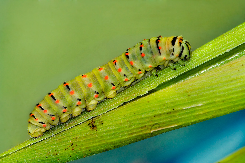 Bruco di macaone o sbaglio?