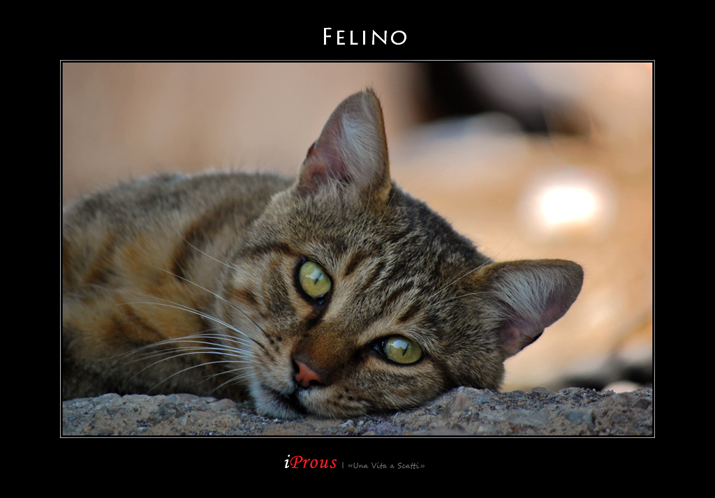 Felino