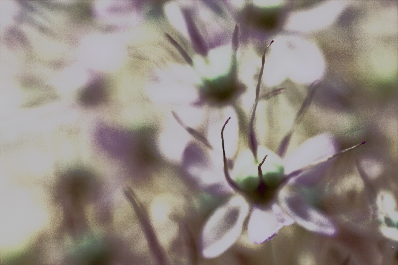 La Sensazione Del Fiore