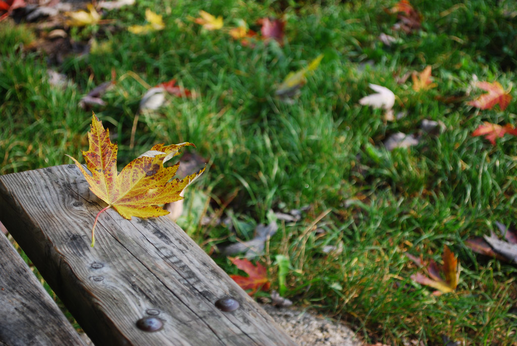 Sta arrivanto l'autunno