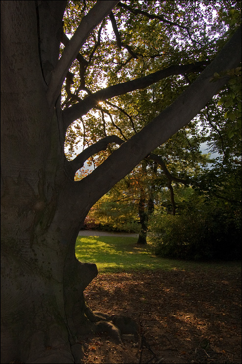 Semplici Impressioni d'Autunno