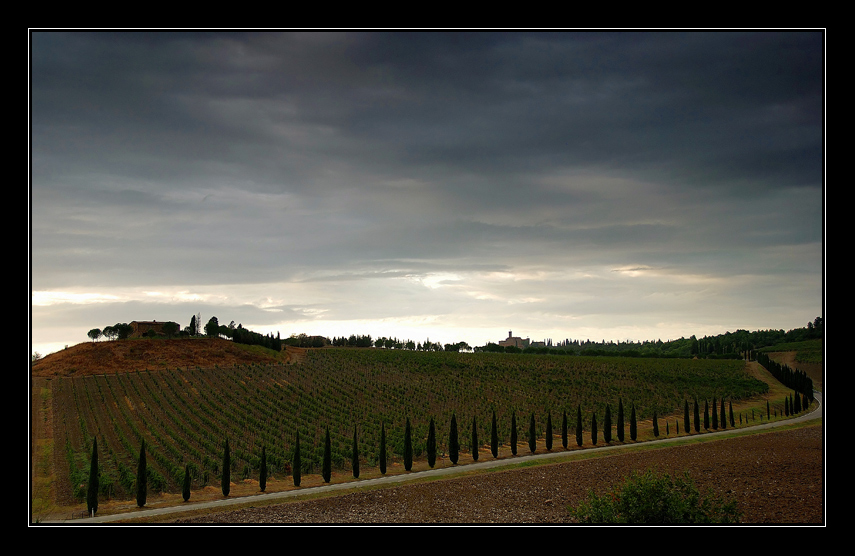 vigneti e cipressi toscani