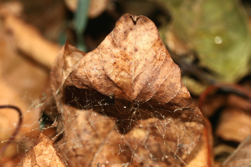 LA GOCCIA IN TRAPPOLA