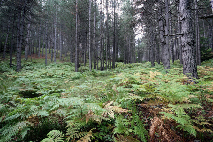 COLORI E SILENZI D' AUTUNNO