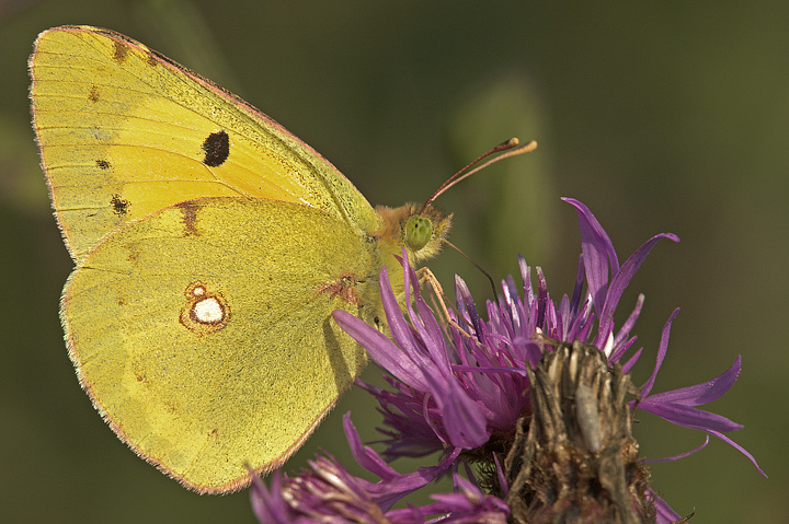 Colias crocea