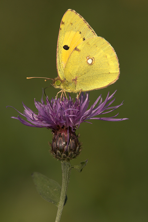 Colias crocea