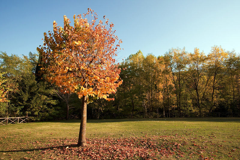 Colori d'autunno