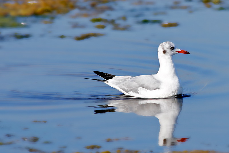 Stagno di Santa Gilla