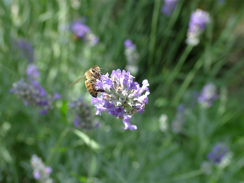 Apina in cerca di polline