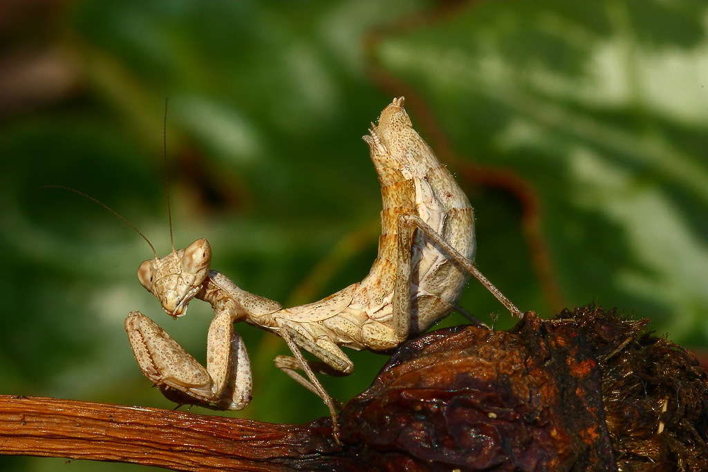 Ameles Spallanzania 4