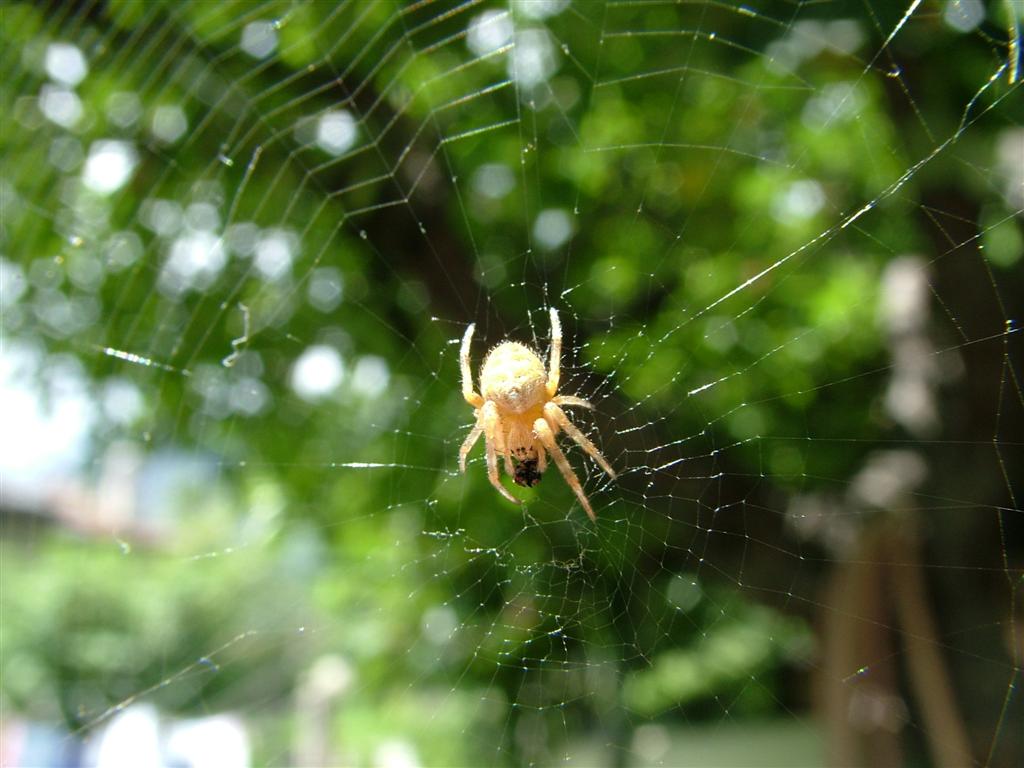 RAGNETTO MICROSCOPICO