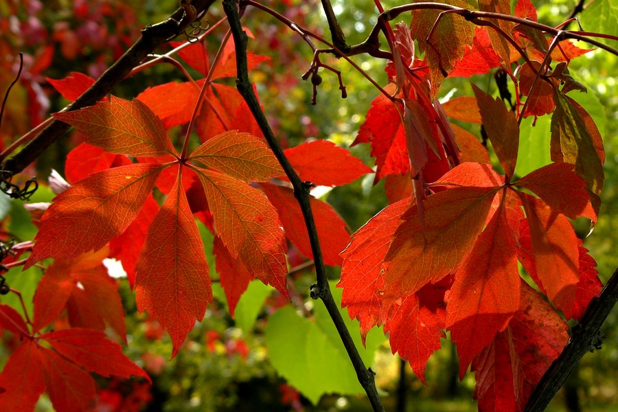 Autunno 2008: si comincia!