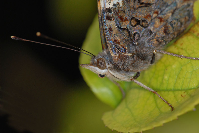 primo piano spinto #2