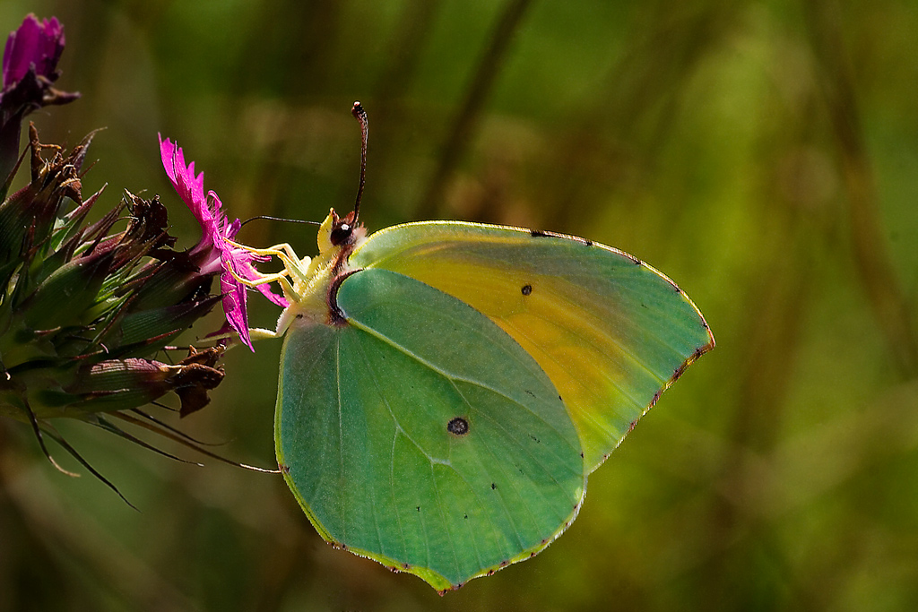 "Cavolo" che cavolaia!   Cavolaia